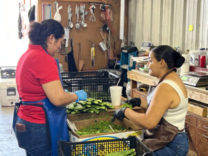 Removing needles from prickly pear cactus